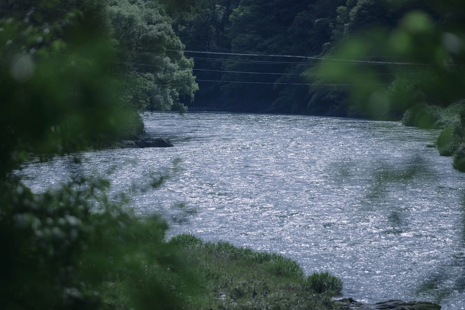 木の葉越しに見える川面