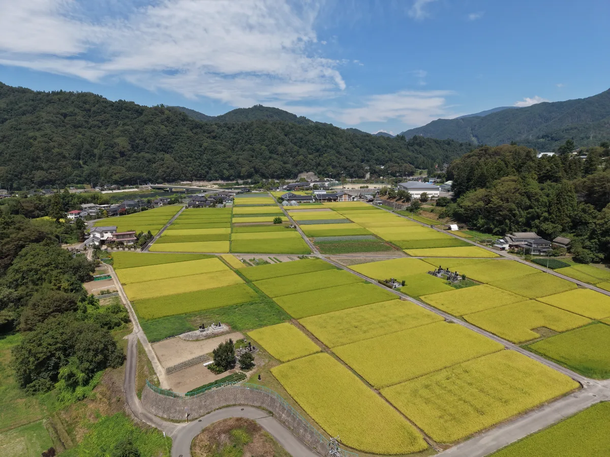 山あいの集落と、実りを迎えた田畑を空から見渡したところ