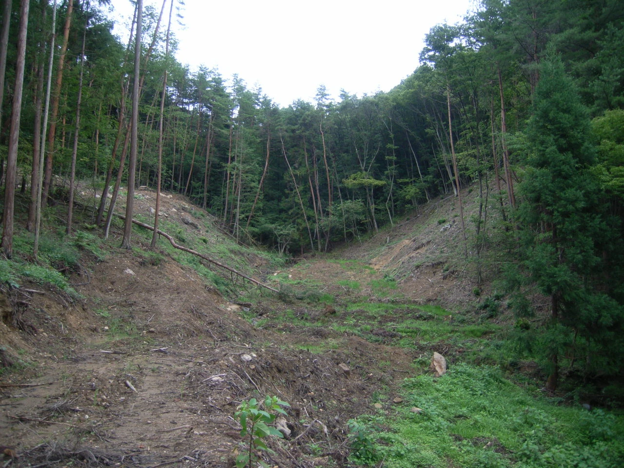 木を伐り出したあとの谷。むき出しの地面と切り株が奥へ続く