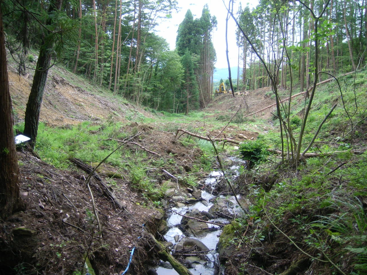 木を伐り出した谷を流れる沢。倒木と石が川床に残る